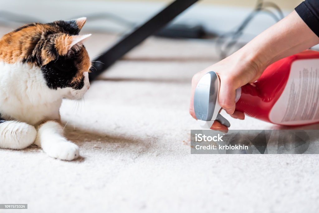 Closeup side profile of calico cat face looking at mess on carpet inside indoor house, home with hairball vomit stain and woman owner cleaning Carpet - Decor Stock Photo