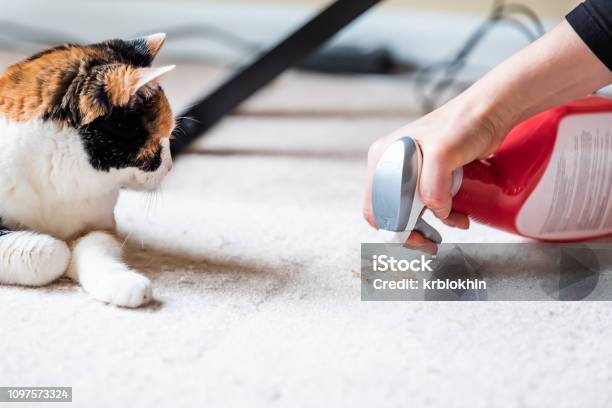 Closeup Side Profile Of Calico Cat Face Looking At Mess On Carpet Inside Indoor House Home With Hairball Vomit Stain And Woman Owner Cleaning Stock Photo - Download Image Now