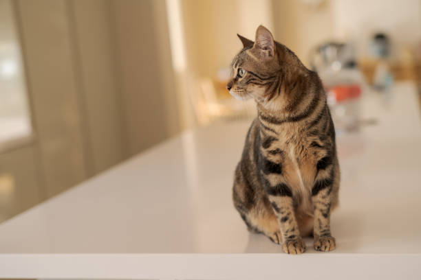 istock Beautiful short hair cat at home 1097573736