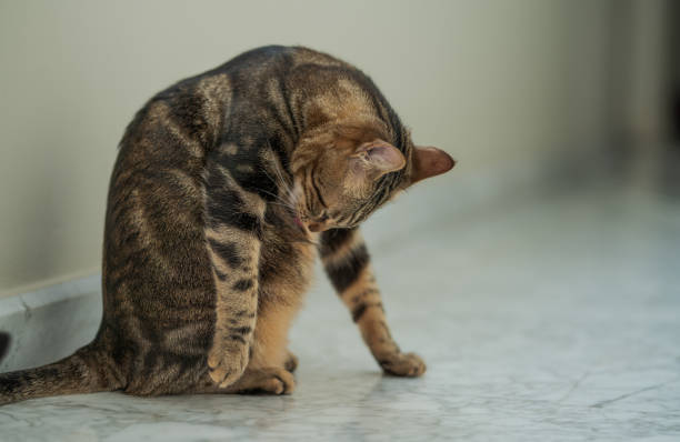 istock Beautiful short hair cat at home 1097573766