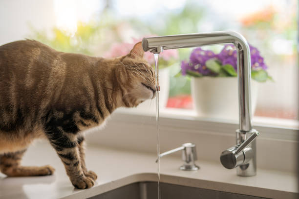 Beautiful short hair cat at home Beautiful short hair cat drinking water from the tap at the kitchen bengal cat purebred cat photos stock pictures, royalty-free photos & images