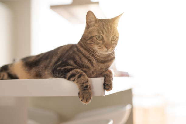 istock Beautiful short hair cat at home 1097573812