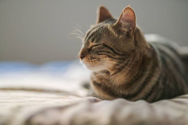 Handsome tabby looking at camera.