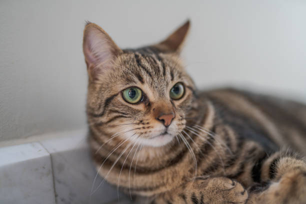 istock Beautiful short hair cat at home 1097573870