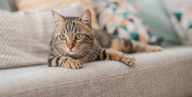 istock Beautiful short hair cat at home 1097573918
