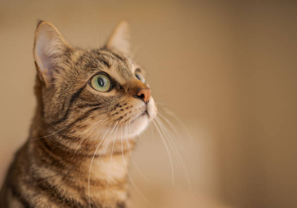 Cute short hair cat looking curious and snooping at home