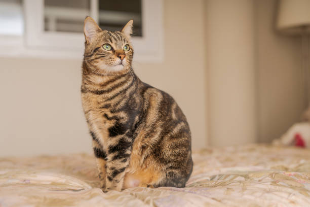 istock Beautiful short hair cat at home 1097574020