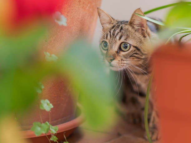 istock Beautiful short hair cat at home 1097574034