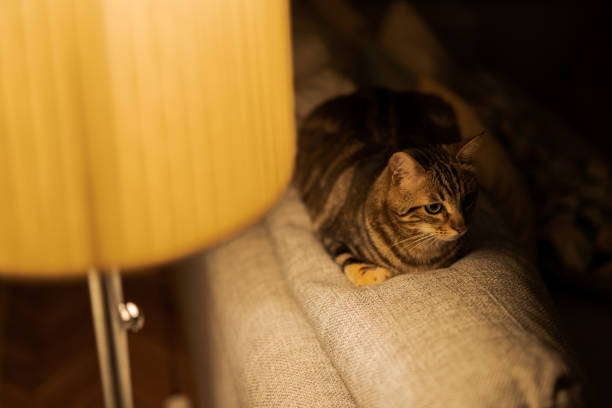 istock Beautiful short hair cat at home 1097574104