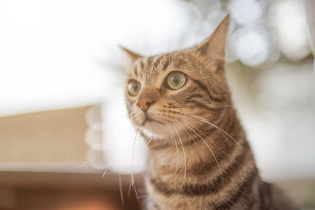 istock Beautiful short hair cat at home 1097574108