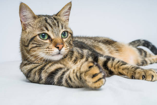 istock Beautiful short hair cat at home 1097574160