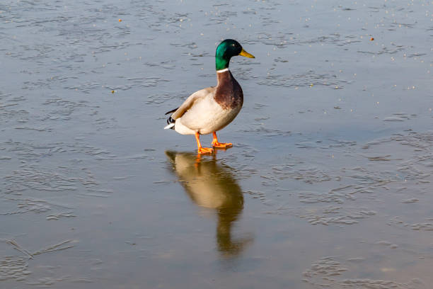 istock A Duck on a Frozen Pond 1097574168
