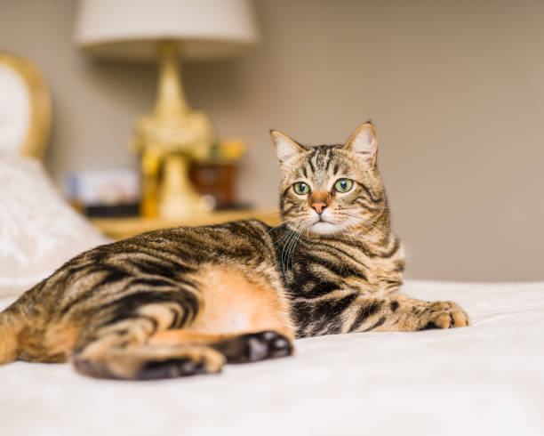 istock Beautiful short hair cat at home 1097574208