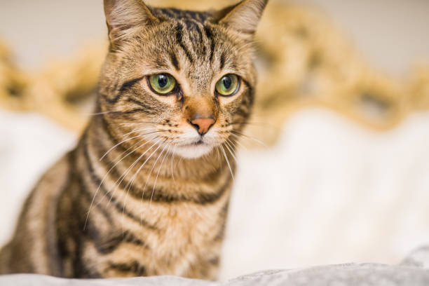 istock Beautiful short hair cat at home 1097574246