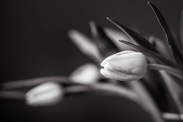 Pink Tulips in vase. Black and white. No people. Close shot.