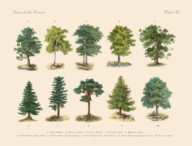 drzewa i rośliny leśne, wiktoriańska ilustracja botaniczna - spruce tree obrazy stock illustrations