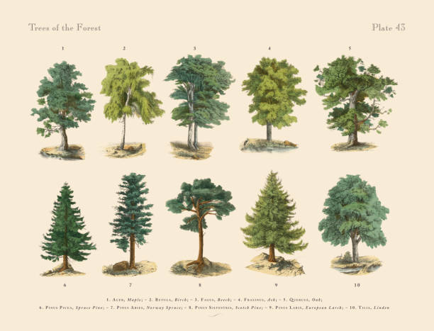 Forest Trees and Plants, Victorian Botanical Illustration Very Rare, Beautifully Illustrated Antique Engraved Victorian Botanical Illustration of Forest Trees and Plants: Plate 44, from The Book of Practical Botany in Word and Image (Lehrbuch der praktischen Pflanzenkunde in Wort und Bild), Published in 1886. Copyright has expired on this artwork. Digitally restored. engraving engraved image hand colored nature stock illustrations