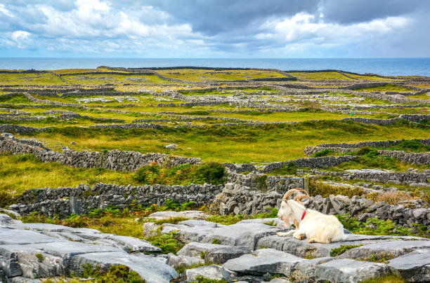 A resting goat in Inishmore, Aran Islands, Ireland