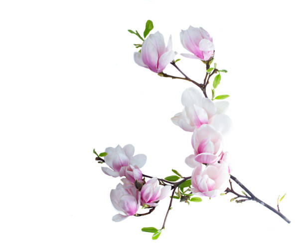 Magnolia flowers flat lay scene Magnolia flowers branch flat lay composition isolated on white background magnolia white flower large stock pictures, royalty-free photos & images