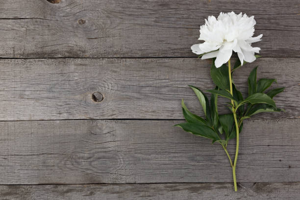 istock White blooming peony flower on the background of the old boards with texture. 1097577310
