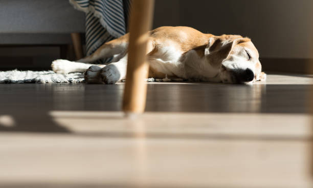 istock Lazy beagle dog sleeping on laminate floor and warming under summer sunrays. 1097577916