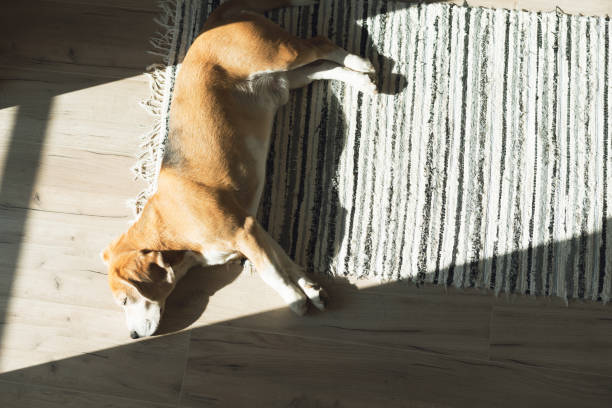 istock Lazy beagle dog sleeping on striped mat on laminate floor and warming under summer sunrays. 1097577920