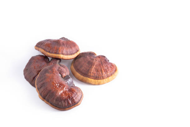 istock Lingzhi mushroom on white background. 1097579672