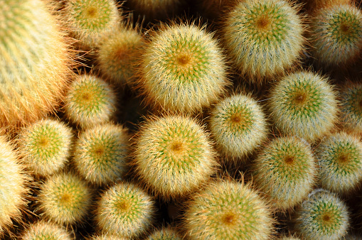 Planta De Cactus Amarillo Dedo Dama Foto de stock y más banco de imágenes  de Afilado - Afilado, Belleza, Botánica - iStock