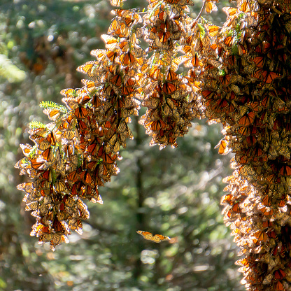 Mariposas monarca en las ramas de los árboles photo