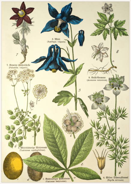 ilustrações de stock, clip art, desenhos animados e ícones de victorian style botanical lithographs with corresponding caption in latin and old german script. munich 1880-1889,  germany. - illustration and painting engraving old fashioned engraved image