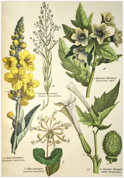 Munich 1880-1889,  Germany.  Victorian style botanical lithographs with corresponding  caption in Latin and old German script.