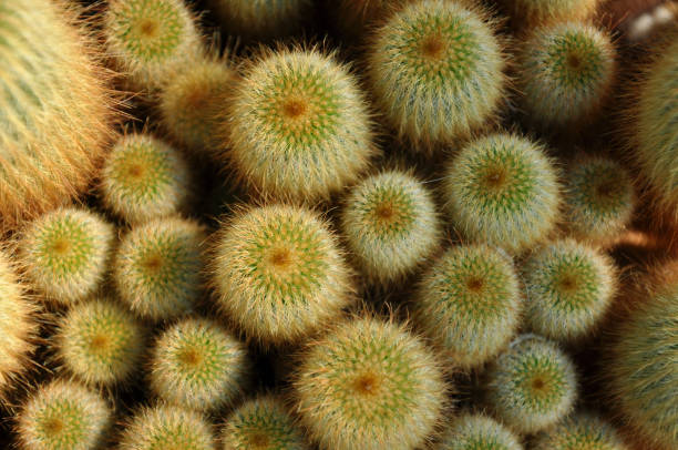istock Lady Finger Yellow Cactus Plant 1097582566