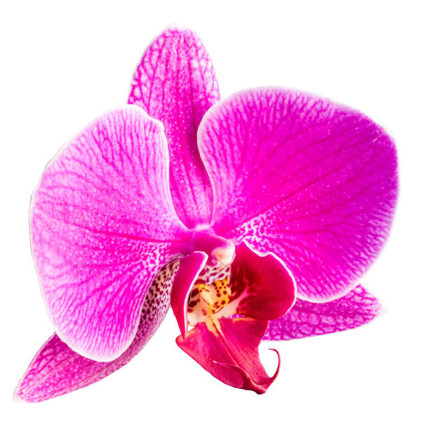 istock pink Phalaenopsis or Moth dendrobium Orchid isolated on white background 1097583134