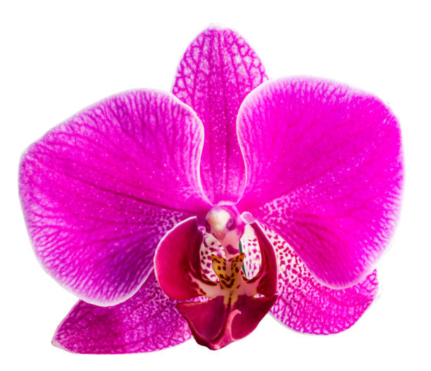 istock pink Phalaenopsis or Moth dendrobium Orchid isolated on white background 1097583150