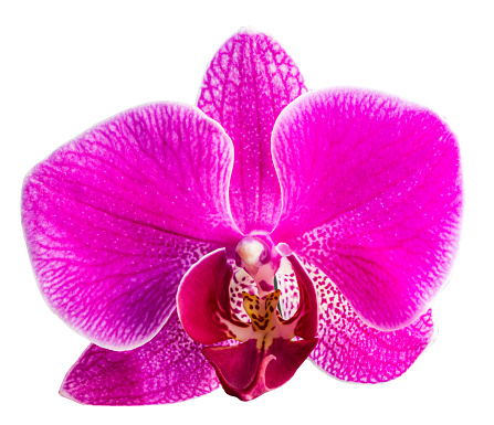 pink Phalaenopsis or Moth dendrobium Orchid flower isolated on white background