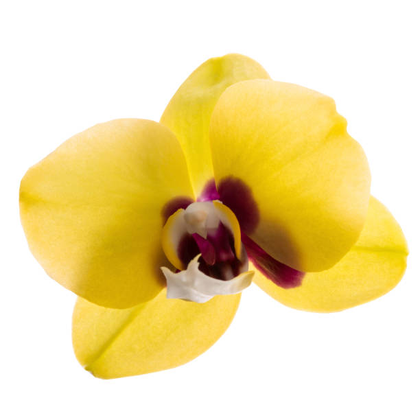 istock phalaenopsis yellow orchid flower isolated on white 1097583306
