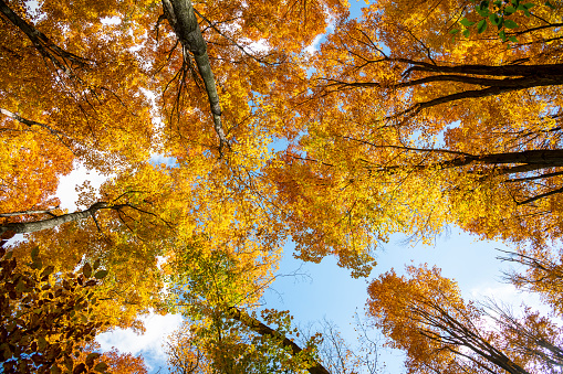 Looking upward to the sky with large tall deciduous  trees along the Bruce Trail in the autumn with colourful foliage and blue skies.
