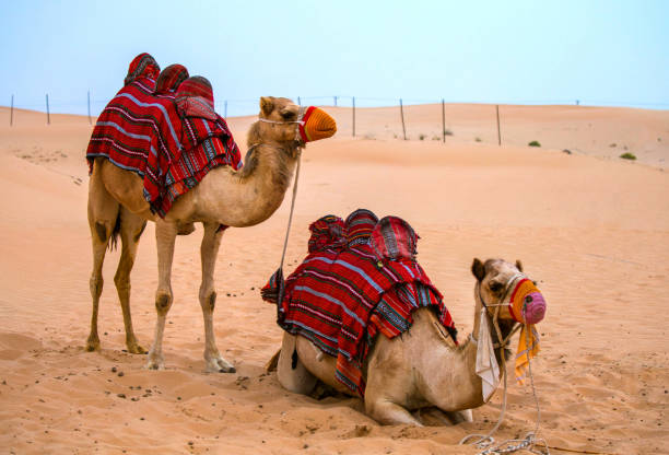 istock Camels waiting for their riders 1097587476