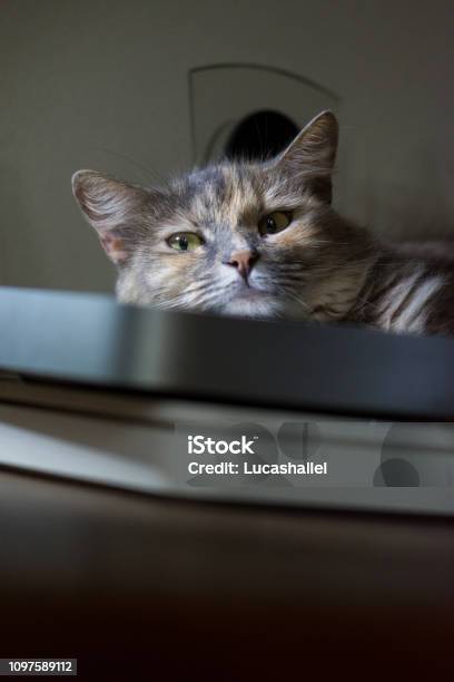 Cat Stock Photo - Download Image Now - Animal, Brazil, Cute