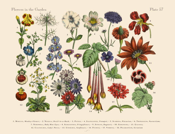 Flowers of the Garden, Victorian Botanical Illustration Very Rare, Beautifully Illustrated Antique Engraved Victorian Botanical Illustration of Red Exotic Flowers of the Garden: Plate 57, from The Book of Practical Botany in Word and Image (Lehrbuch der praktischen Pflanzenkunde in Wort und Bild), Published in 1886. Copyright has expired on this artwork. Digitally restored. calceolaria stock illustrations