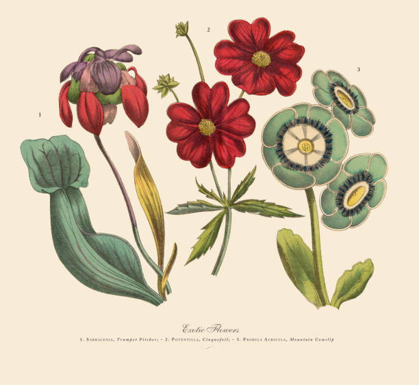 istock Exotic Flowers of the Garden, Victorian Botanical Illustration 1097590798