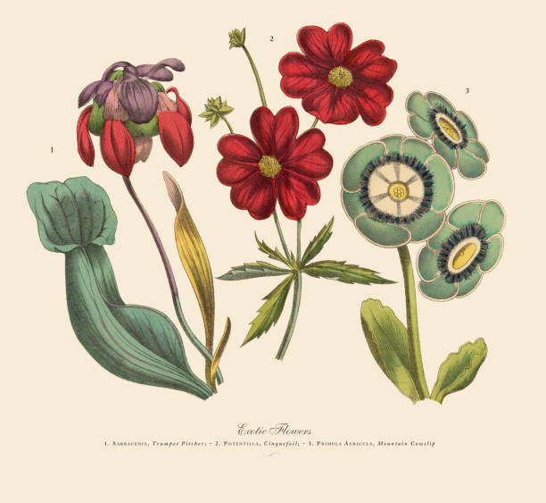 Exotic Flowers of the Garden, Victorian Botanical Illustration Very Rare, Beautifully Illustrated Antique Engraved Victorian Botanical Illustration of Red Exotic Flowers of the Garden: Plate 57, from The Book of Practical Botany in Word and Image (Lehrbuch der praktischen Pflanzenkunde in Wort und Bild), Published in 1886. Copyright has expired on this artwork. Digitally restored. potentilla anserina stock illustrations
