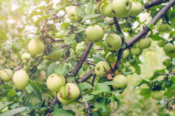 istock Fresh ripe green apples on tree in summer garden 1097592002