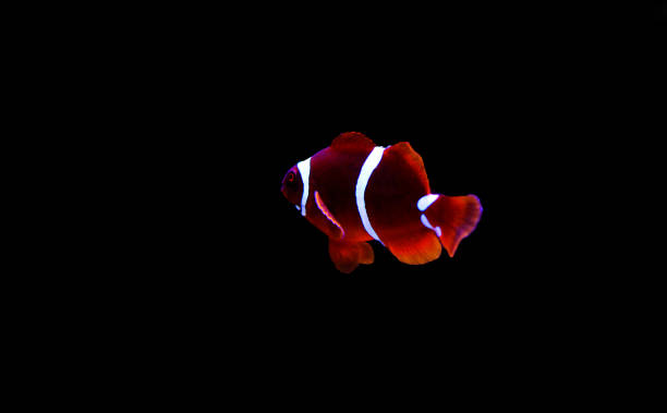 istock Golden flake Maroon Clownfish - Premnas biaculeatus 1097597478