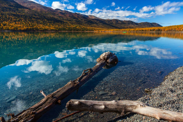 eklutna lago driftwood - chugach mountains fotografías e imágenes de stock