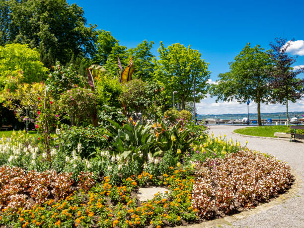 istock Lake Constance, Bodensee promenade view with alley flowers, in Bregenz, Austria 1097606124