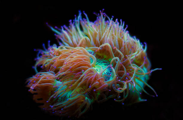 istock Elegance LPS coral isolated image - Catalaphyllia Jardinei 1097610472