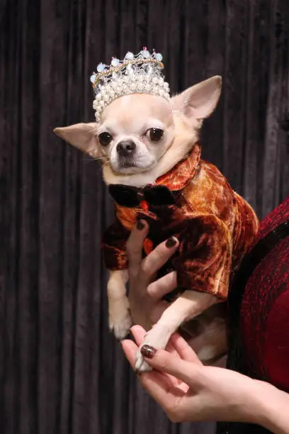 Smallest dog breed Chihuahua with a crown on his head