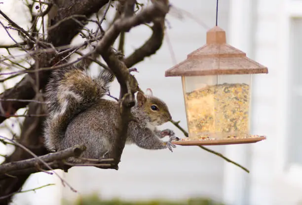Squirrel reaching to bird-feeder to eat