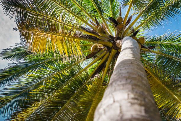 Coconut Palm Tree stock photo